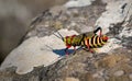 Big grasshopper or locust insect, South Africa Royalty Free Stock Photo