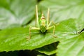 Big grasshopper over green leaf looking in macro Royalty Free Stock Photo