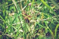 Big grasshopper sitting in the grass Royalty Free Stock Photo