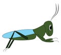 Big grasshopper , vector or color illustration