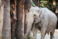 Big, gray animal standing in front of trees with straw in its tr Royalty Free Stock Photo