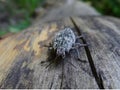 Big gray beetle on a dry tree in the forest Royalty Free Stock Photo