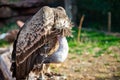 Big gray- brown vulture in the zoo Royalty Free Stock Photo