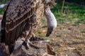 Big gray- brown vulture in the zoo Royalty Free Stock Photo