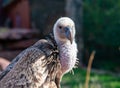 Big gray- brown vulture in the zoo Royalty Free Stock Photo