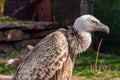 Big gray- brown vulture in the zoo Royalty Free Stock Photo