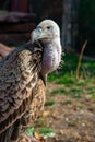 Big gray- brown vulture in the zoo Royalty Free Stock Photo