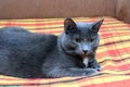 Big gray cat Royalty Free Stock Photo