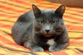 Big gray cat Royalty Free Stock Photo