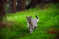 a big gray cat in the forest Royalty Free Stock Photo