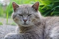 A big gray cat lies and looks