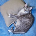 Big gray cat lies on a pillow, top view