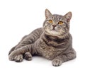 A big gray cat is lying Royalty Free Stock Photo