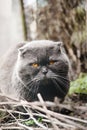 Big gray cat with orange eyes in the garden Royalty Free Stock Photo