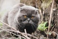 Big gray cat with orange eyes in the garden Royalty Free Stock Photo