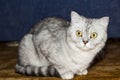 Big gray cat Royalty Free Stock Photo
