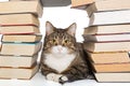 Big gray cat sitting in the house of books Royalty Free Stock Photo