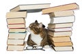 Cat sitting in the house of books Royalty Free Stock Photo