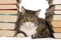 Big gray cat sitting in the house of books Royalty Free Stock Photo