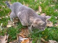 Big gray cat with yellow eyes. Fall and pet