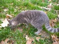 Big gray cat with yellow eyes. Fall and pet