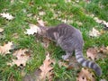 Big gray cat with yellow eyes. Fall and pet