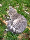 Big gray cat with yellow eyes. Fall and pet