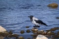 Big crow sitting on wet rocks near the blue river water Royalty Free Stock Photo