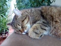 Big gray domestic cat sleeping on bed close-up