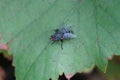 Big gray fly sits on a green leaf of a plant Royalty Free Stock Photo