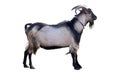 Big gray goat