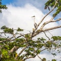 Big gray heron, Lake Cuyabeno Laguna Grande. Ecuador Royalty Free Stock Photo