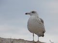 Big gray laughing seagull in the foreground close-up