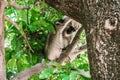 Big gray monkey with a small child eat a banana 1 Royalty Free Stock Photo