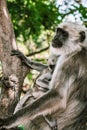 Big gray monkey with a small child eat a banana 14 Royalty Free Stock Photo