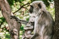 Big gray monkey with a small child eat a banana 13 Royalty Free Stock Photo