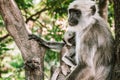 Big gray monkey with a small child eat a banana 17 Royalty Free Stock Photo