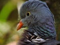 Pigeon macro portrait in profile in nature.