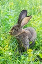 Big gray rabbit breed Vander on the green grass. Rabbit eats grass. Breeding rabbits on the farm Royalty Free Stock Photo