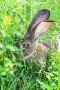 Big gray rabbit breed Vander on the green grass. Rabbit eats grass. Breeding rabbits on the farm Royalty Free Stock Photo