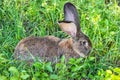 Big gray rabbit breed Vander on the green grass. Rabbit eats grass. Breeding rabbits on the farm Royalty Free Stock Photo