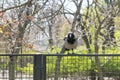 Big gray raven sits on the fence