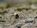 Big gray spider eats a small spider on a stone