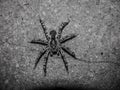A big gray spider sitting on the floor.