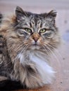 Big gray striped fluffy cat Royalty Free Stock Photo