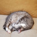 A big gray tabby cat sleeps on a beige sofa with yellow pillows. A pet s Royalty Free Stock Photo