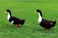 A big gray and white duck , walking on green lawn. Poultry on farm in the village. Waterfowl birds, geese