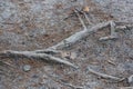 Big gray wooden root of an old tree in brown earth Royalty Free Stock Photo