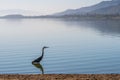 A big Great Blue Heron in Lake Elsinore, California Royalty Free Stock Photo