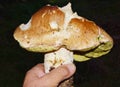 Big great porcino mushroom in forest. Close up Royalty Free Stock Photo